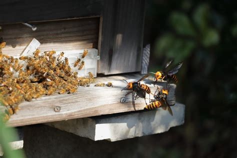 wasp inspector|exterminator for wasps.